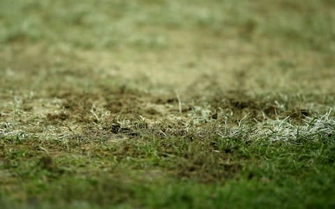 A close up of the Wembley turf - Credit: Getty images