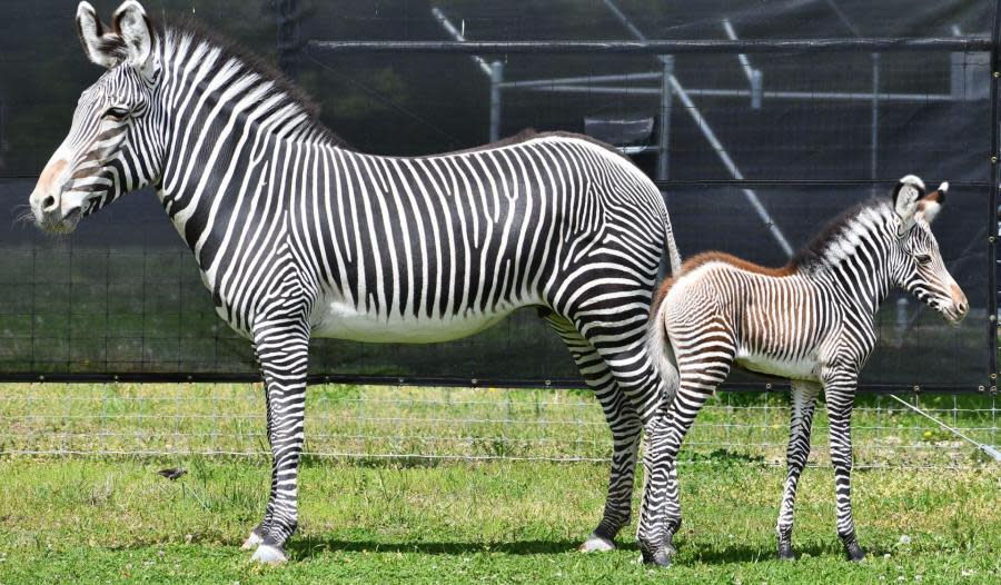 Photos courtesy: Saint Louis Zoo