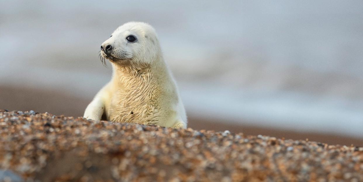 grey seal breeding season at blakeney point in norfolk on monday 23rd november 2020 photo by leila cokermi newsnurphoto via getty images