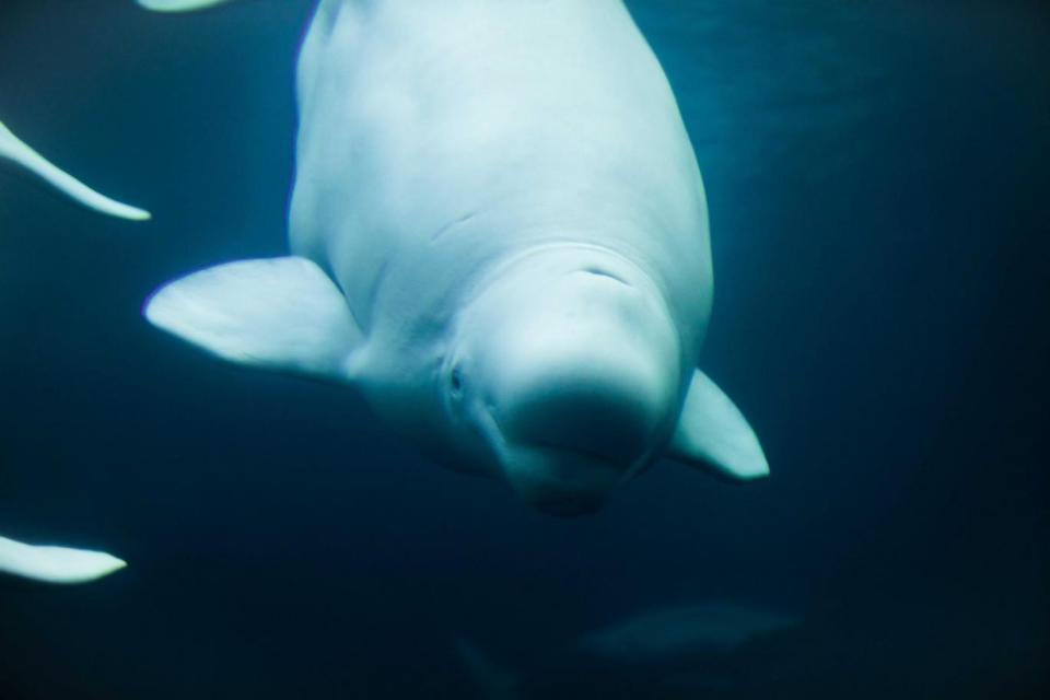 Belugas can range from 13 to 20 feet in length (Yuan Yue/Unsplash )