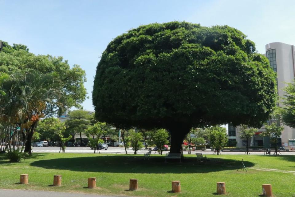 這棵剪了磨菇頭的榕樹，是府東創意森林的地標。（記者陳俊文攝）