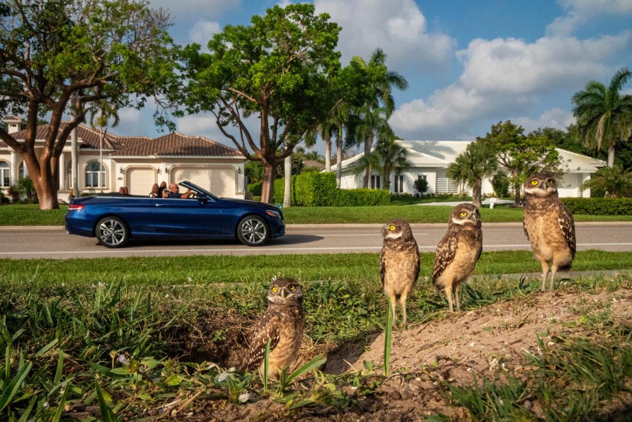 <span>Burrowing owls at home on the manicured lawns of Marco Island, a wealthy Florida gulf coast retreat.</span><span>Photograph: Karine Aigner</span>