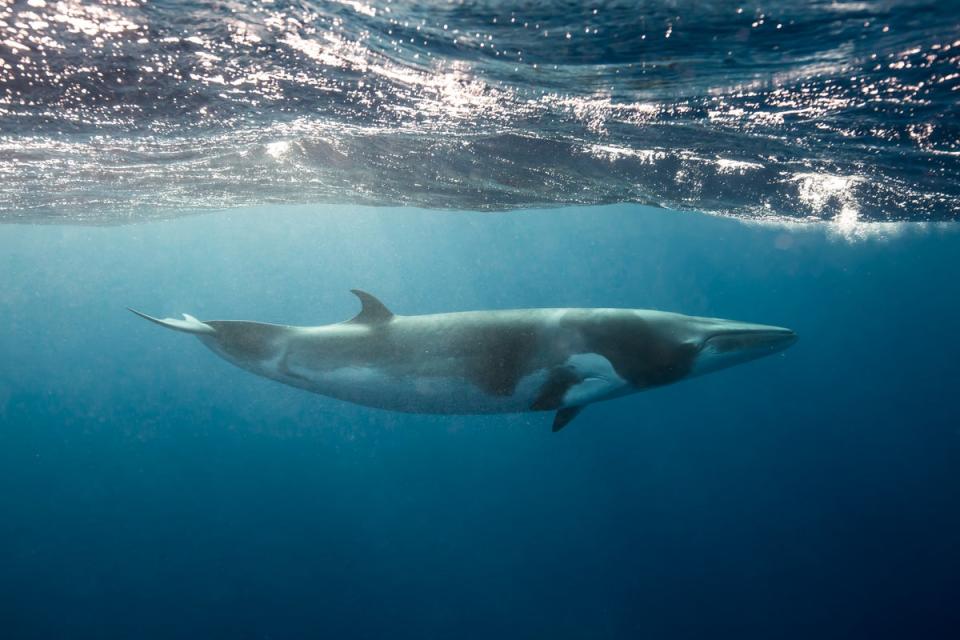 Keen to get friendly with a minke whale? This could be the holiday for you (Getty Images/iStockphoto)