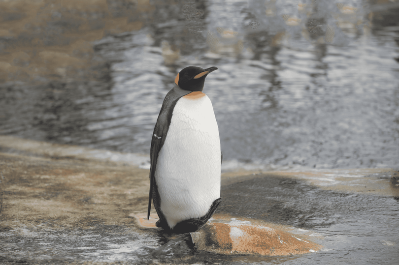 Alfie, a king penguin