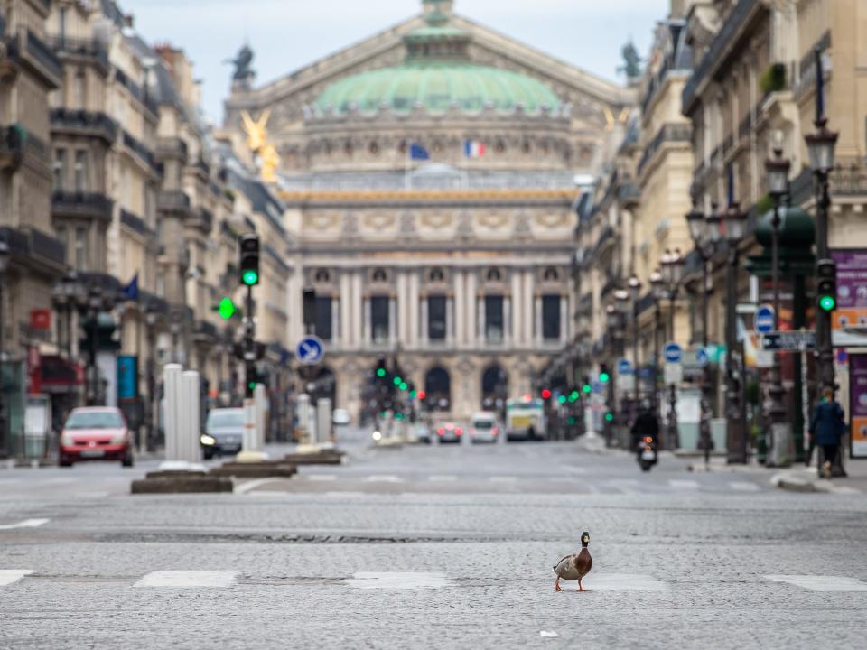 coronavirus ducks paris