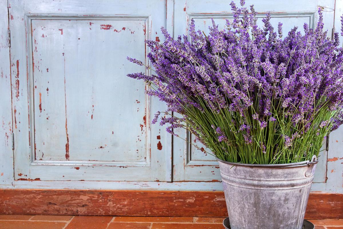 4 Easy Ways to Propagate Lavender Plants - A Step By Step Guide - Shiplap  and Shells