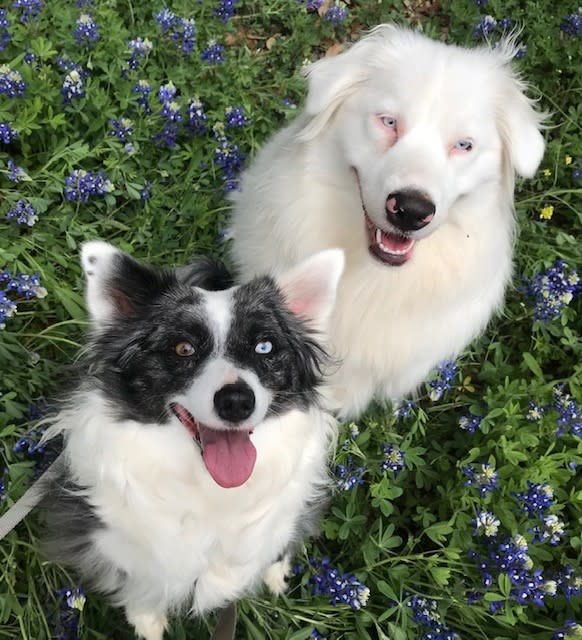 Wolfie (left) and Sunny (right) pose in the bluebonnets (Courtesy: Acey Dunivan)