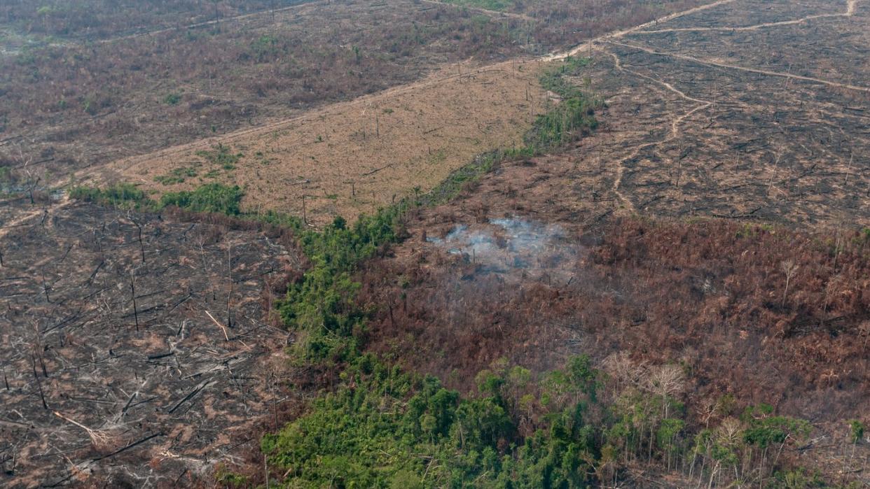 Eine verbrannte Waldfläche im brasilianischen Amazonas-Gebiet. Die brasilianische Regierung hat das Abbrennen von Flächen für 120 Tage verboten.