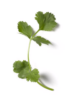 Cilantro