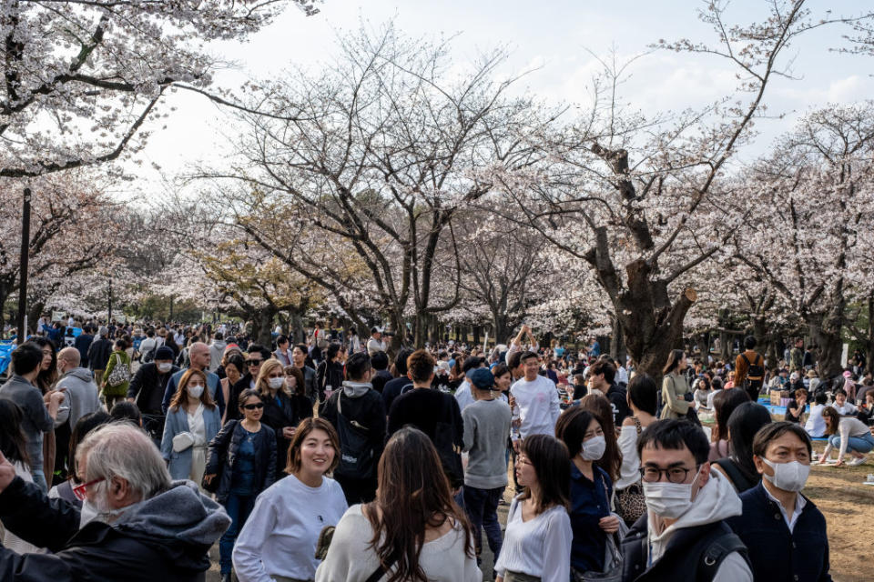 People enjoying the cherry blossom party during the coronavirus pandemic. Although the government had suggested no gatherings for cherry blossom this year due to coronavirus, people enjoyed the parties as usual, some with face masks on and some not. | Viola Kam–SOPA Images/LightRocket/Getty Images