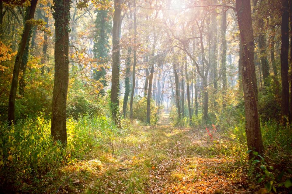 Sunny colorful forest in the summertime.