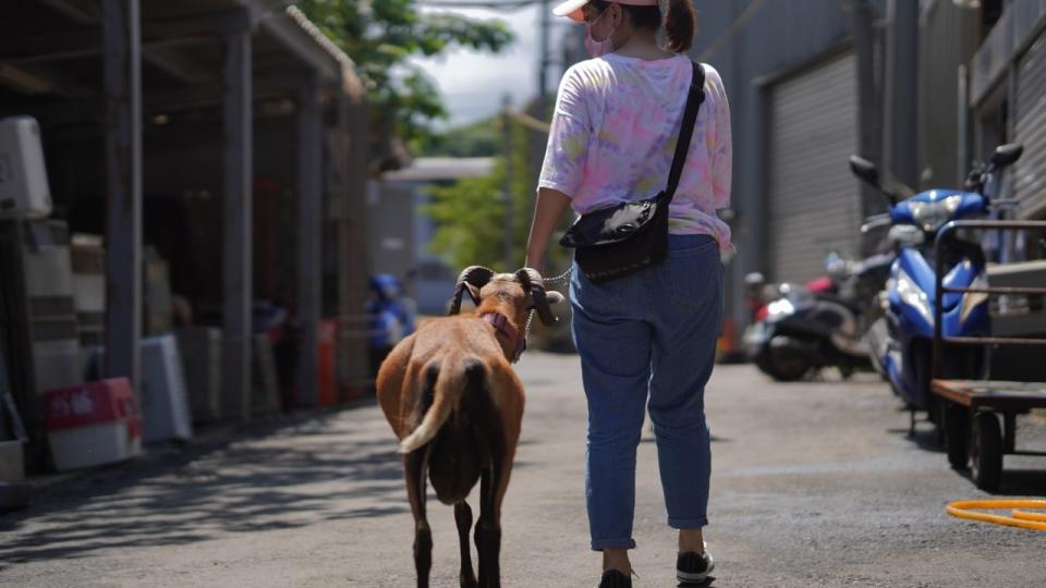 經獸醫彭明發治療後，飼主安心地帶棒棒回烏來溫暖的家。   圖：新北市動保處提供