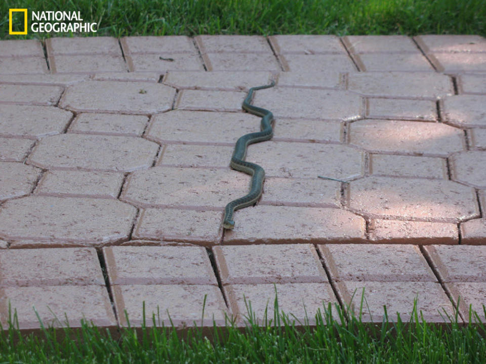 With the National Geographic Your Shot feature, readers and amateur photographers can submit their images for possible publication on the website and in the magazine. Check out this slideshow to see some of the best photos from September. “When I was visiting my parents in Utah this summer, I saw this garter snake on the backyard walkway, left warm from the afternoon sun. Its odd configuration led me to believe it was stuck in the crack since my brother had just recently finished putting sealant on the bricks. After taking a few photos of the hapless animal, I prepared to prod it gently to see if it truly was stuck. As I got to within two feet of it, it swiftly left its warm crack and slithered away. Not stuck—relief.” (Photograph Courtesy Alexandria Dixon /National Geographic Your Shot)