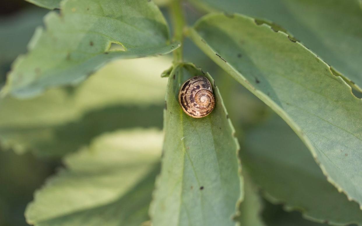 The RHS has discovered that the age-old methods of slug and snail repellent are ineffective - so what can be done? - Heathcliff O'Malley