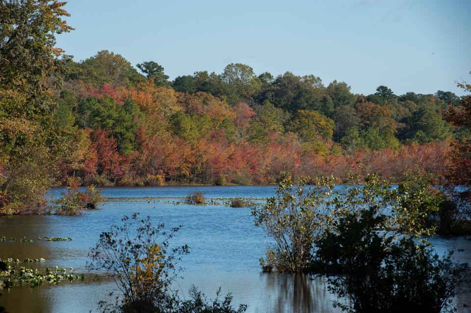 Fall foliage, picture here at Killens Pond State Park in Felton, is the perfect spot for ticks to latch onto unsuspecting hikers.
