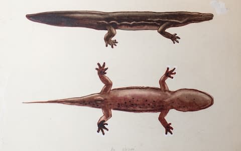 A new species of giant salamander - possibly the largest amphibian in the world - has been identified from a dead specimen that has been on display at the Natural History Museum for 74 years. - Credit: SWNS/ZSL&nbsp;