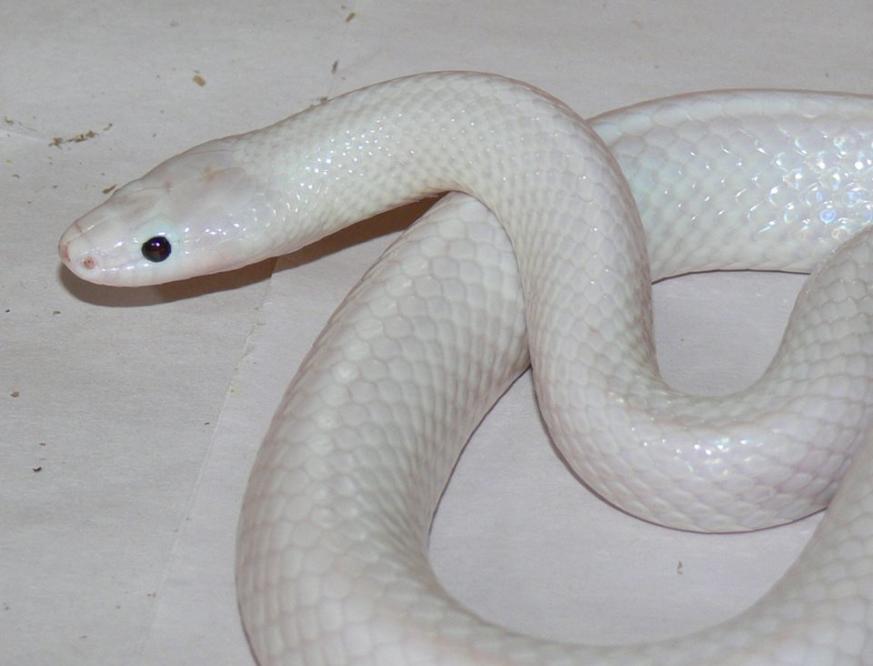 Snake's 'incredibly rare' genetic mutation makes its skin pearly white