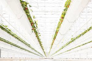 The 30-acre high-tech indoor AppHarvest Somerset berry farm is designed to grow nearly one million strawberry plants at a time and are expected to produce for about eight months of the year. The crop is expected to alternate seasonally with English cucumbers.