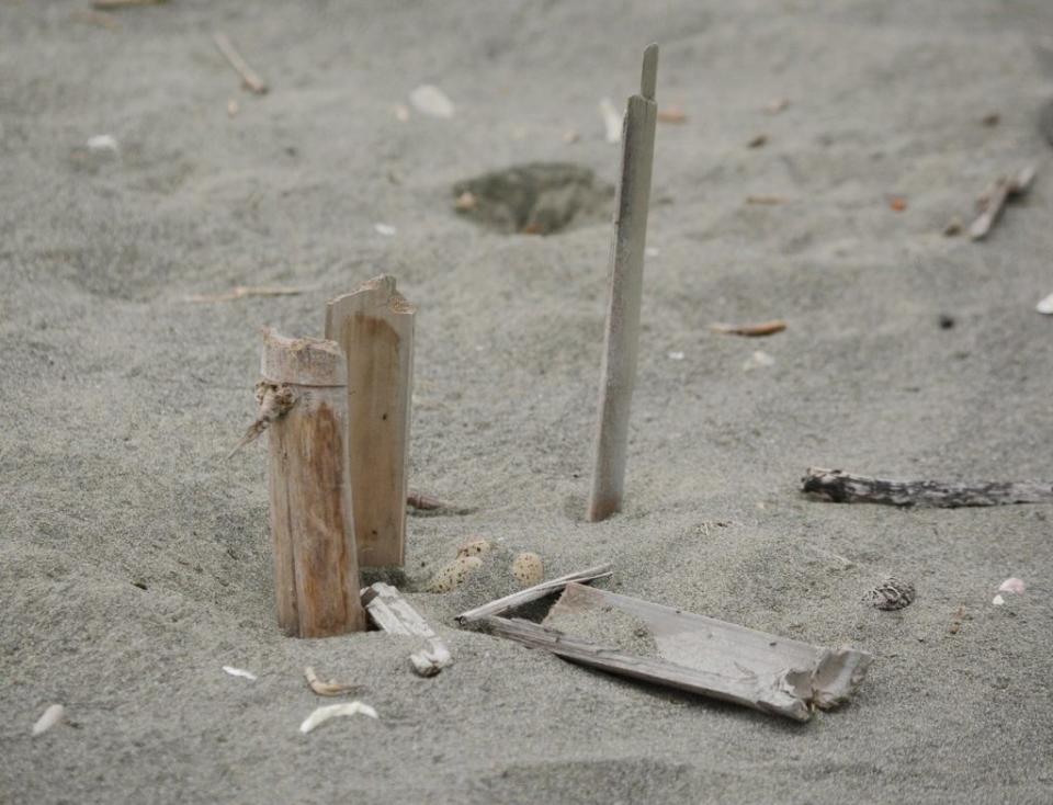 東方環頸鴴在沙灘築巢，周圍被插上樹枝、竹片來保護鳥蛋，卻造成棄巢悲劇。<br />（鄭世刊提供）