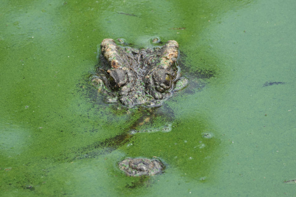 A Siamese crocodile is seen at Siracha Moda Farm in Chonburi province, eastern Thailand on Nov. 7, 2022. Crocodile farmers in Thailand are suggesting a novel approach to saving the country’s dwindling number of endangered wild crocodiles. They want to relax regulations on cross-border trade of the reptiles and their parts to boost demand for products made from ones raised in captivity. (AP Photo/Sakchai Lalit)