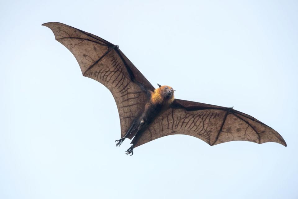 Bats are the only mammals that can fly.