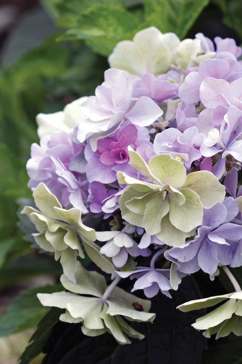 Petal, Plant, Flower, Purple, Violet, Lavender, Lilac, Annual plant, Hydrangeaceae, Hydrangea, 