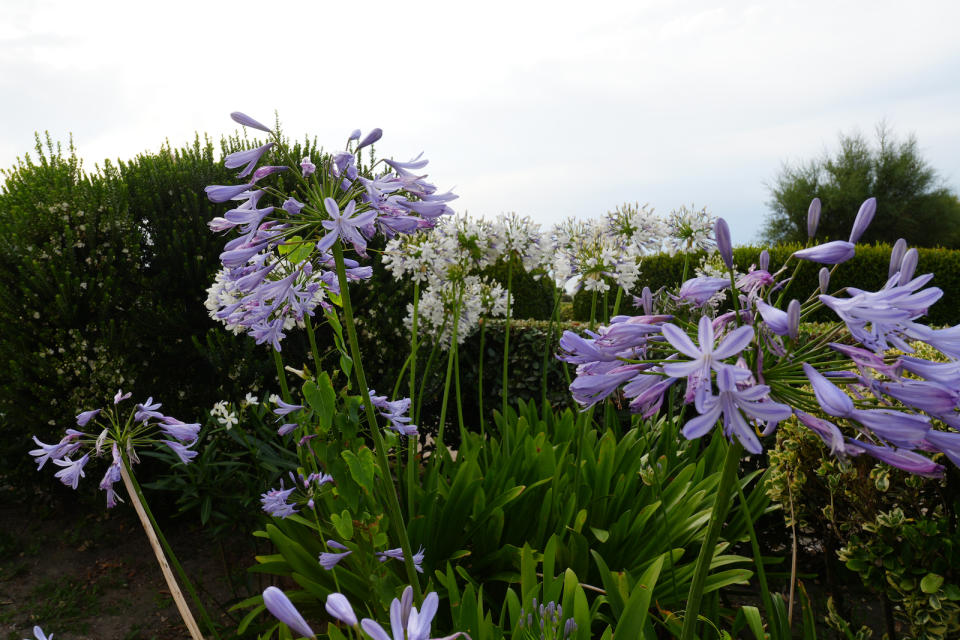 Sample image shot using the Sony Alpha A6700 of flowers