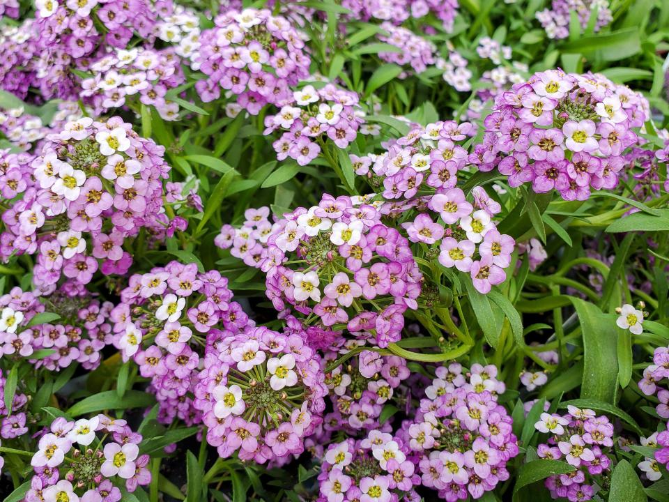 20 Ground Covers That Prevent Weeds From Taking Over Your Garden
