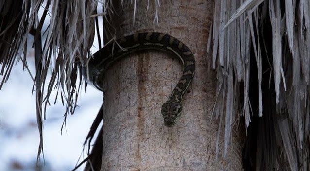 Mr McMaster said he's seen about four or five carpet pythons around his home. Source: Supplied