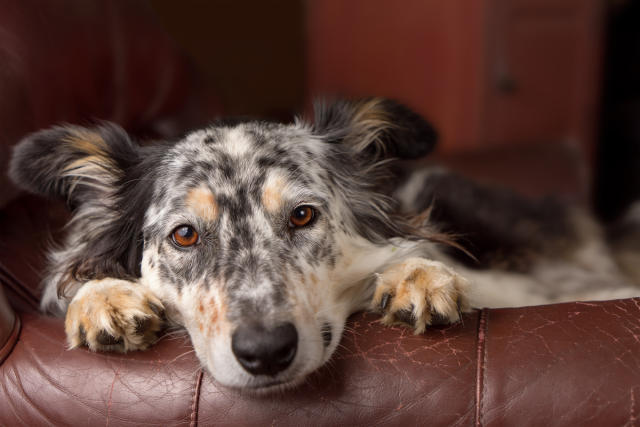 Should I Let My Dog Destroy His Toys? - SpiritDog Training