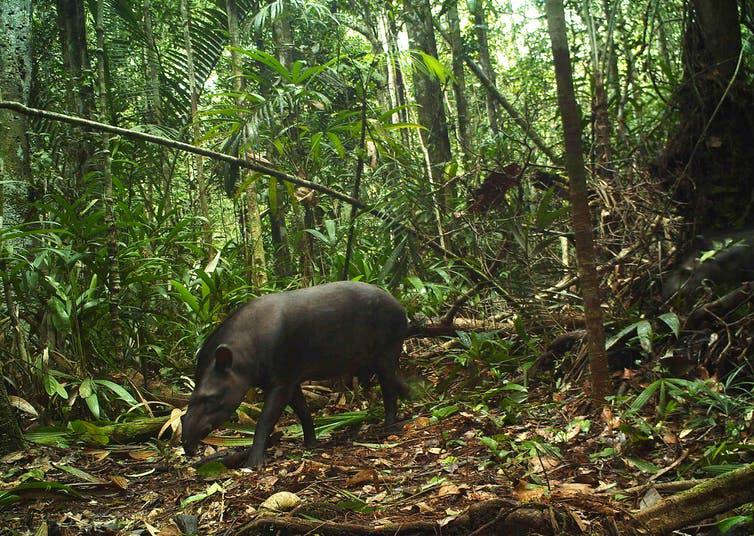 <span class="caption">Brazilian tapir.</span> <span class="attribution"><span class="source">Mark Abrahams</span>, <span class="license">Author provided</span></span>