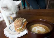 A cat smells a sandwich at the cat cafe in New York April 23, 2014. The cat cafe is a pop-up promotional cafe that features cats and beverages in the Bowery section of Manhattan.