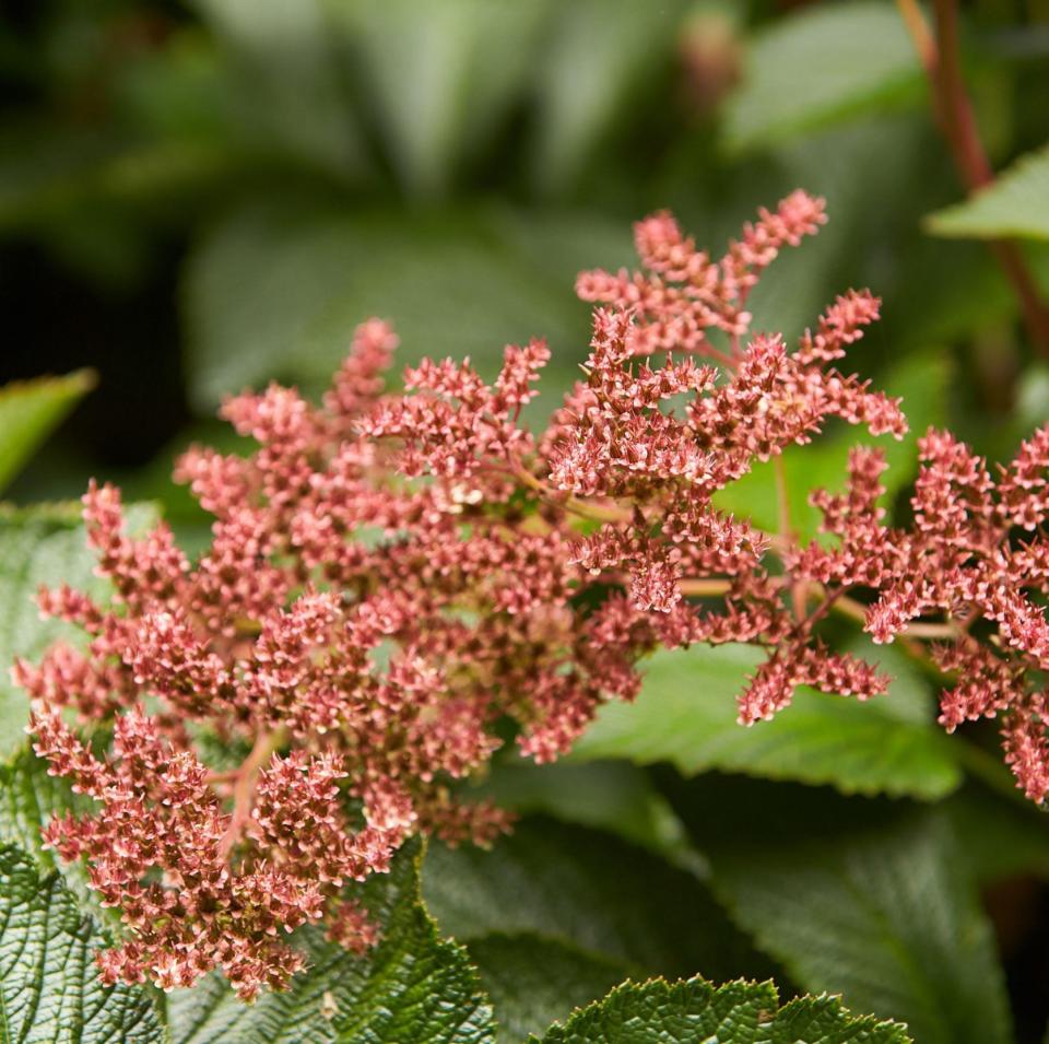 Rodgersia pinnata 'Elegans'