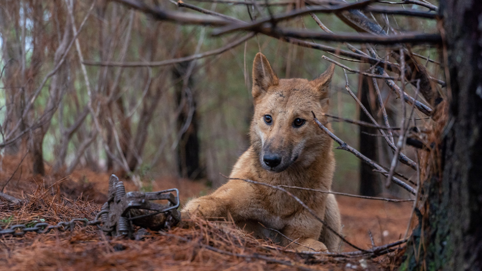 A dingo trapped in a leg-hold-trap in a forest.