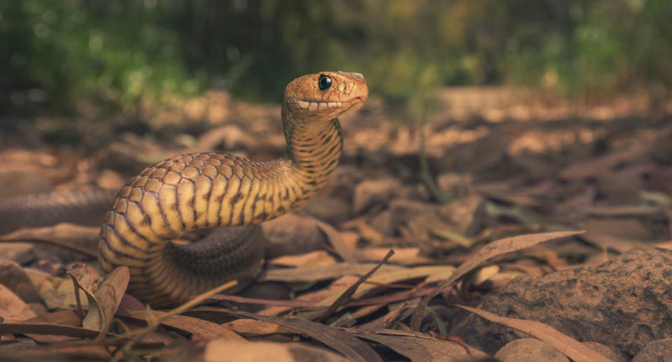 Toxicology expert Geoff Isbister said people needed to be cautious of snakes while camping or hiking over the summer. An eastern brown snake (pictured) Source: Getty Images (File pic)