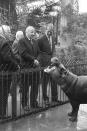 <p>Prince Philip is seen here during his visit to Chester Zoo today, where a pygmy hippo, raising it’s head, obligingly opens it’s jaws wide, as though for inspection. </p>