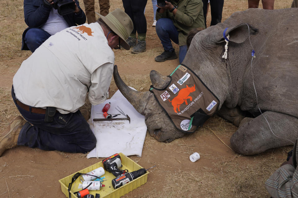 Professor James Larkin performs a procedure where isotopes are placed into a rhino's at a rhino orphanage in the country's northern province of Limpopo, Tuesday, June 25, 2024. Researchers have started the final phase of a research project aimed at reducing rhino poaching by inserting radioisotopes into rhino horns to devalue one of the most highly trafficked wildlife commodities. (AP Photo/Denis Farrell)