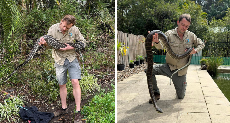 Two pics of snake catcher holding pythons
