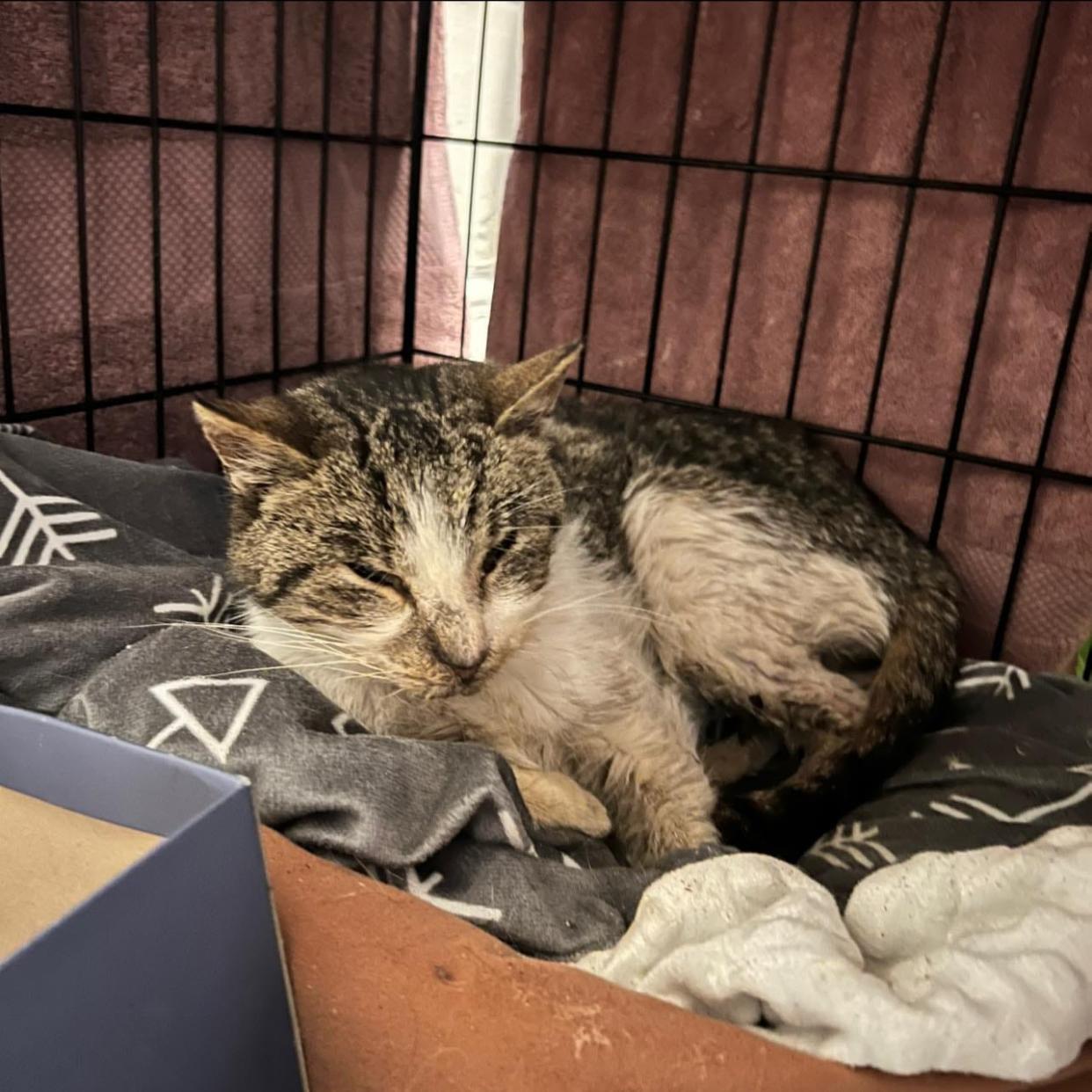 Marvin the cat was spotted in Riverwest in December 2023 and was rescued by Milwaukeeans.