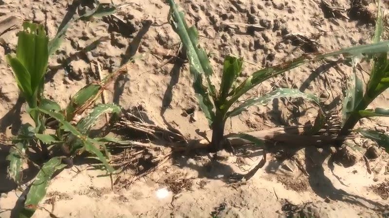 遭秋行軍蟲啃食危害後殘破不堪的玉米植株。（圖／農委會提供）