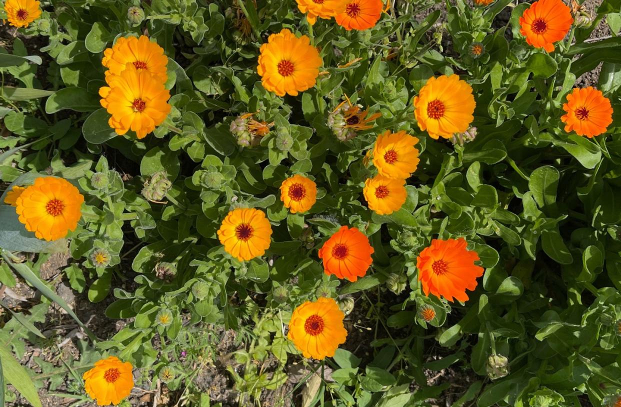 pot marigold calendula officinalis