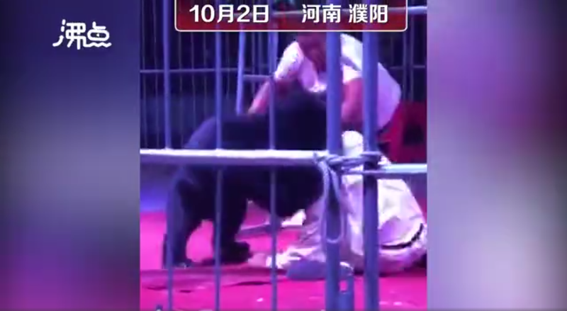 一隻表演中的黑熊突撲向馴獸師，緊咬不放長達1分鐘。（翻攝自沸點視頻微博）