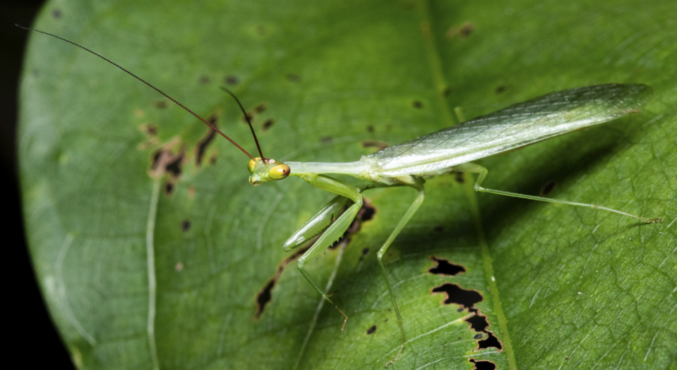 The species has been named for its partially translucent body and wings, researchers said.