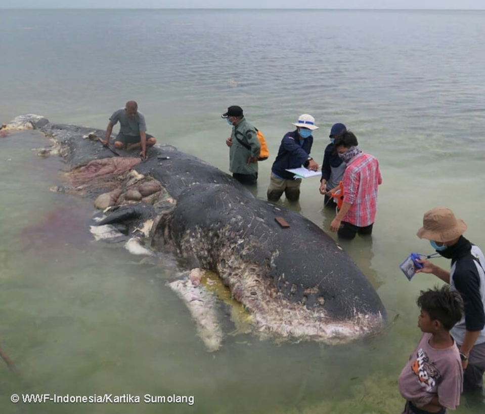  The whale washed ashore in Kapota Island, Southeast Sulawesi, eastern Indonesia. (WWF Indonesia/Kartika Sumolang)