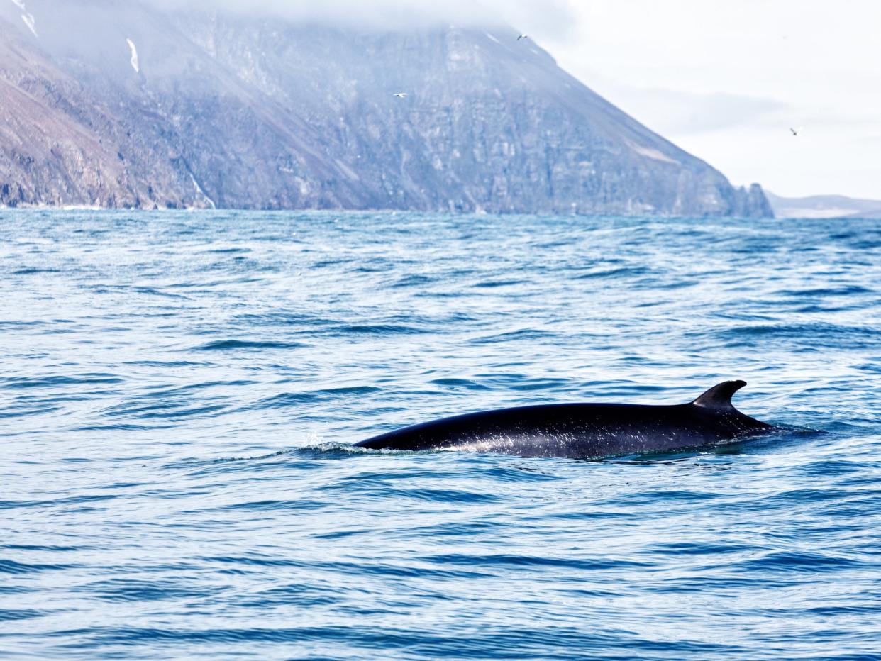 File photo of a minke whale off the coast of Iceland: Getty Images/iStockphoto