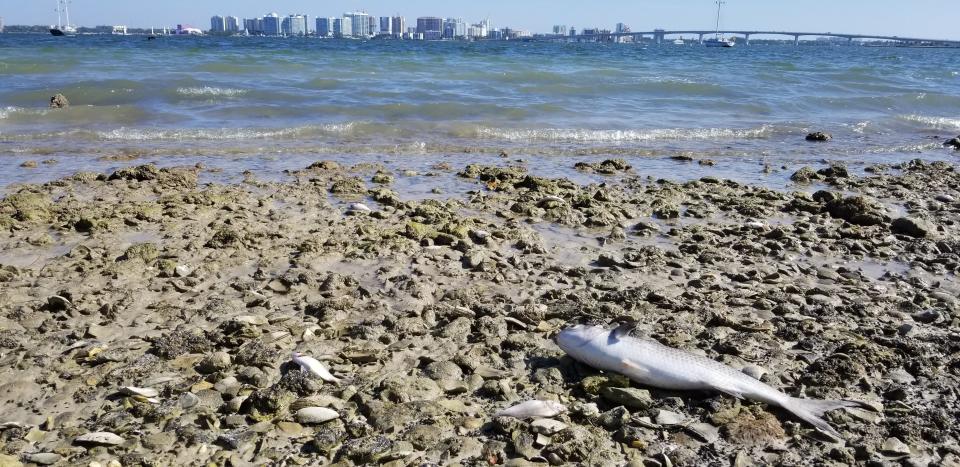 The Sarasota Science and Technology Society will hold a panel discussion, "Red Tide in the Gulf Coast," on April 17 at the Planetarium at Bishop Museum of Science and Nature in Bradenton.