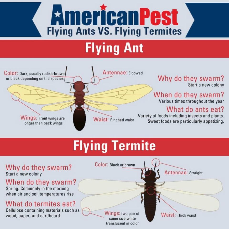 While flying ants are often mistaken for flying termites, each insect varies in diet and appearance. Courtesy of American Pest