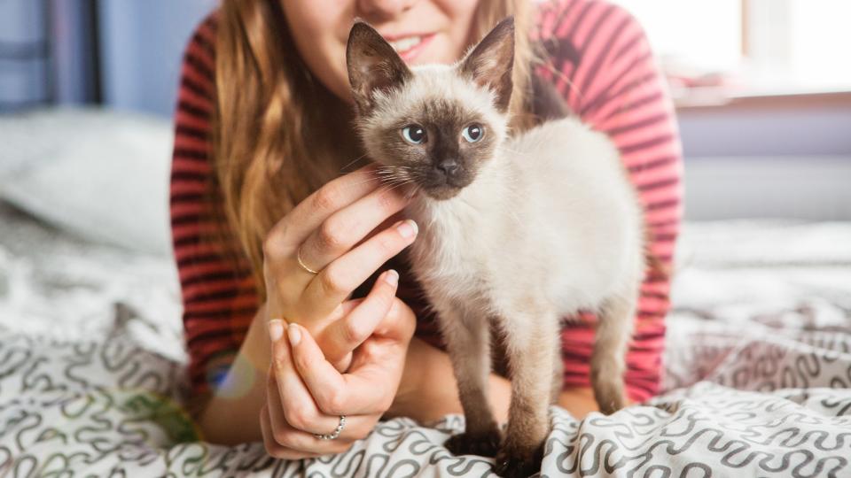 Woman petting kitten