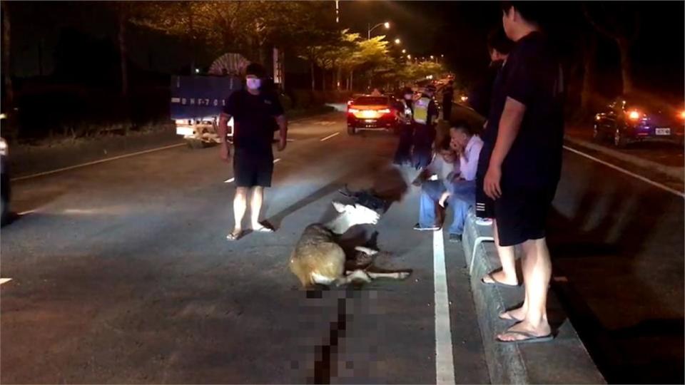 馬路突竄出遭兩車接連撞上　水鹿奄奄一息