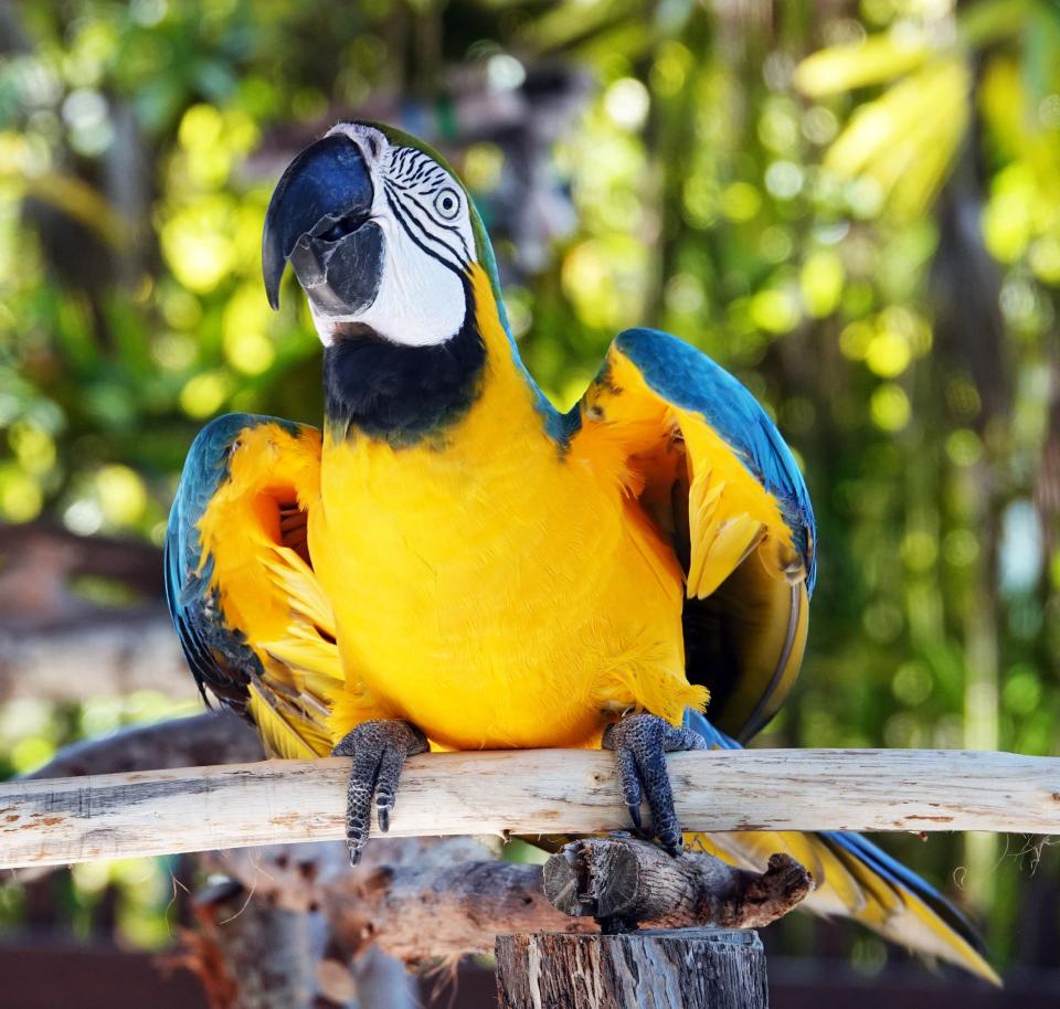 Brandy is a blue and gold macaw residing at the Naples Zoo.